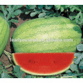 MW041 Baofeng mid maturity round hybrid watermelon seeds for sales